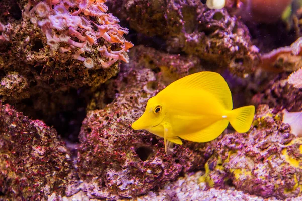 Aquarium Marin Poissons Tropicaux Tang Queue Jaune Zebrasoma Couleur Vive — Photo