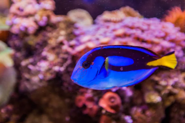 Acuario Marino Peces Tropicales Color Vibrante Mundo Submarino —  Fotos de Stock
