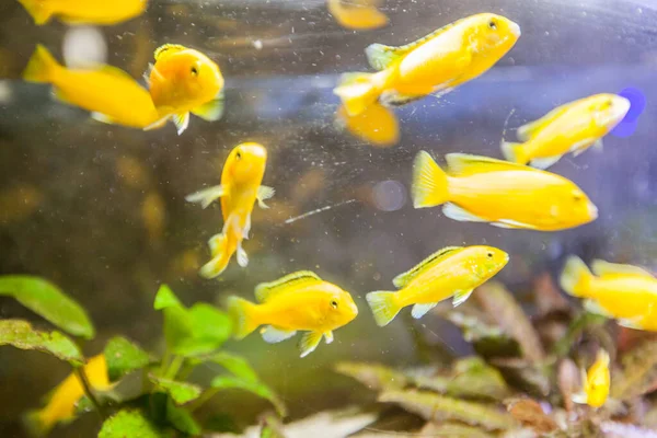 Groep Van Goudvissen Zoetwateraquarium — Stockfoto