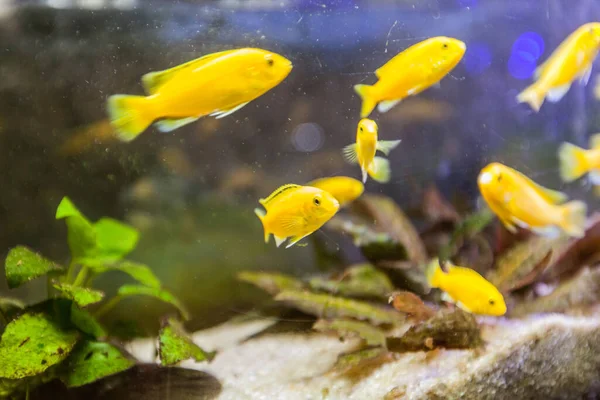 Skupina Zlatých Rybiček Sladkovodním Akváriu — Stock fotografie