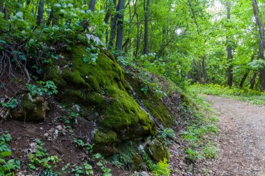 Bahar ormanı, yürüyüş yolu, doğada güzel bir gün..