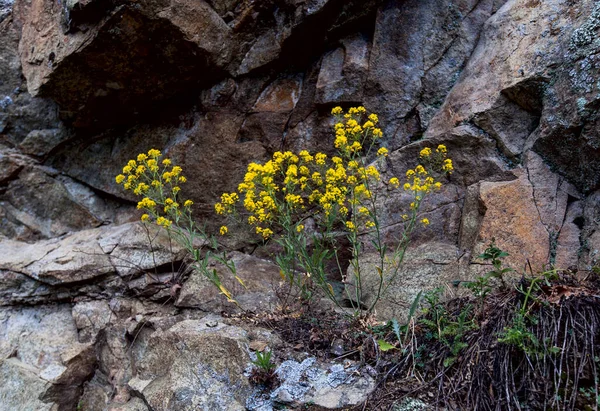 Wildblume Der Natur Wächst Aus Felsen — Stockfoto