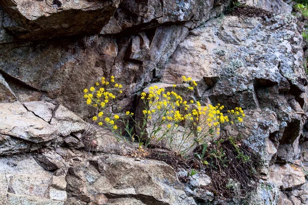 Doğada Kayalardan Yetişen Kır Çiçekleri — Stok fotoğraf