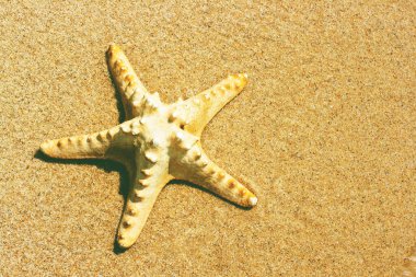Yaz tatili konsepti. Kumsalda denizyıldızı.