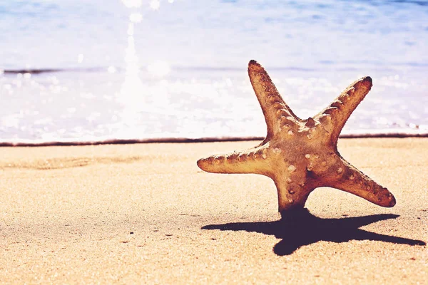 Viagem Verão Conceito Férias Starfish Praia Areia — Fotografia de Stock