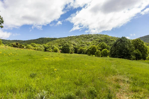 Printemps Belle Nature Vert Paysage — Photo