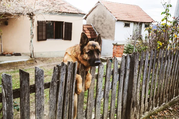 Strážný Pes Německý Ovčák Hlídač Soukromého Venkovského Majetku — Stock fotografie
