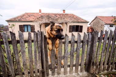 Gözcü Köpeği (Alman Çoban Köpeği) özel kırsal araziyi koruyor.