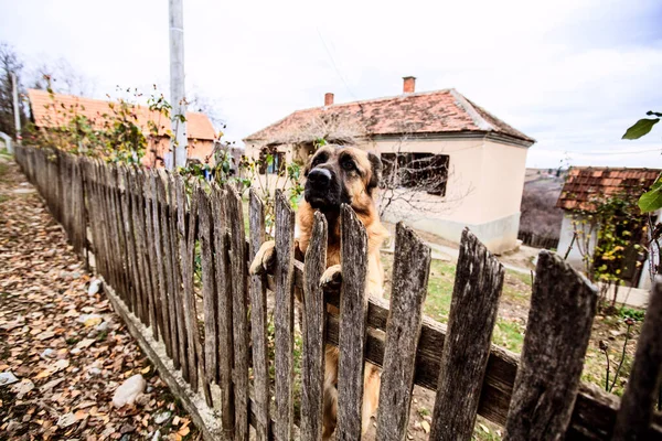 Strážný Pes Německý Ovčák Hlídač Soukromého Venkovského Majetku — Stock fotografie
