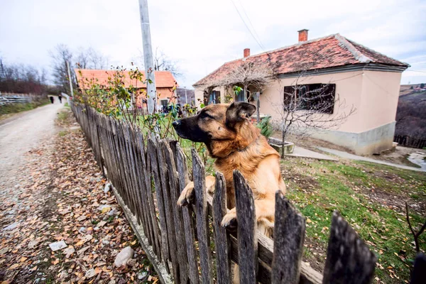 Watchdog ( German Shepherd ) guard private rural property.