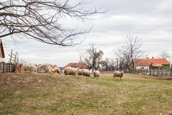 Des Moutons Ferme Beau Paysage Rural Automne Panorama Campagne — Photo