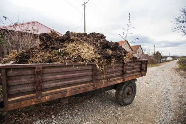 Natural manure, Raw compost , at the tractor trailer on the farm,  fertilizer fields.