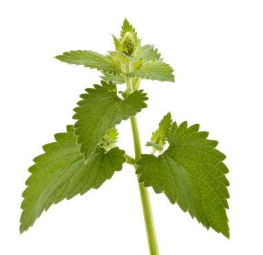 Beyaz arka plan üzerinde izole Melissa bitki