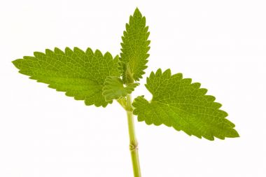 Beyaz arka plan üzerinde izole Melissa bitki