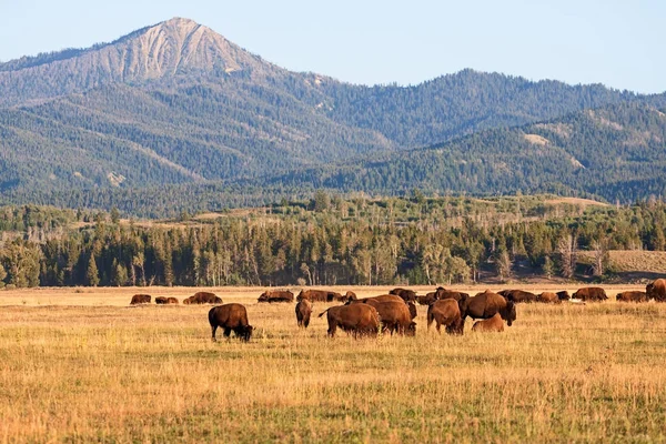 Стадо бизонов, пасущихся на равнинах в Национальном парке Гранд-Титон — стоковое фото