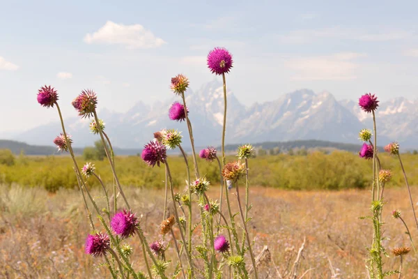 Wildblumen in den Tetonen, die blühen — Stockfoto