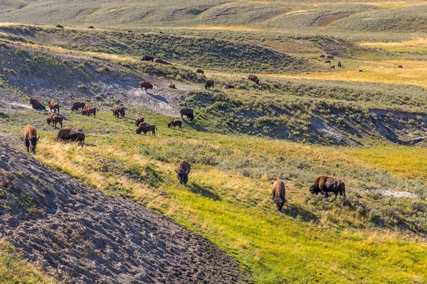 Stado żubrów wypas w Parku Narodowym Yellowstone, Wy, Stany Zjednoczone Ameryki — Zdjęcie stockowe