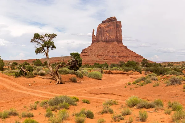 Ялівцеві дерева в Monument Valley — стокове фото