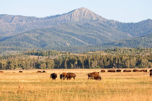 Stado żubrów wypasu na równinach w Grand Teton National — Zdjęcie stockowe