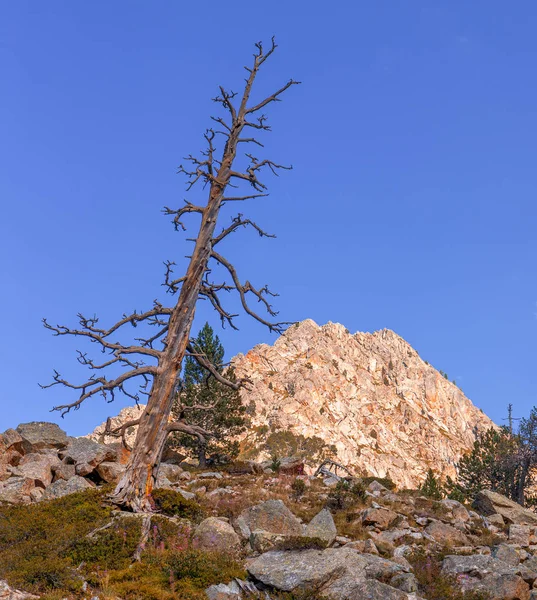 Dead Tree and Mountain Peak at Blue Hour in the Pyrenees — Stock Photo, Image