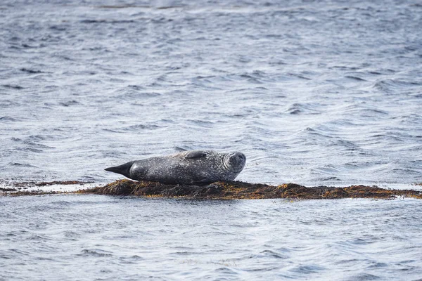 Harbor Seal i Ytri Tunga, Island — Stockfoto