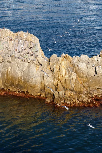 Senderos Para Aves Saliendo Pista Vuelo Sobre Sea Stack Costa — Foto de Stock