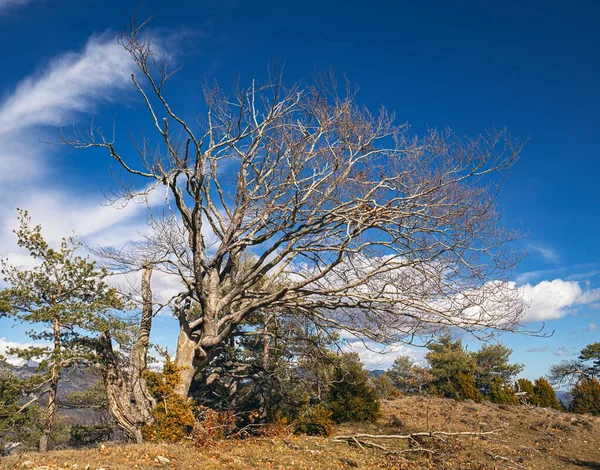 Дерево Красивим Багажником Зимовий Час — стокове фото