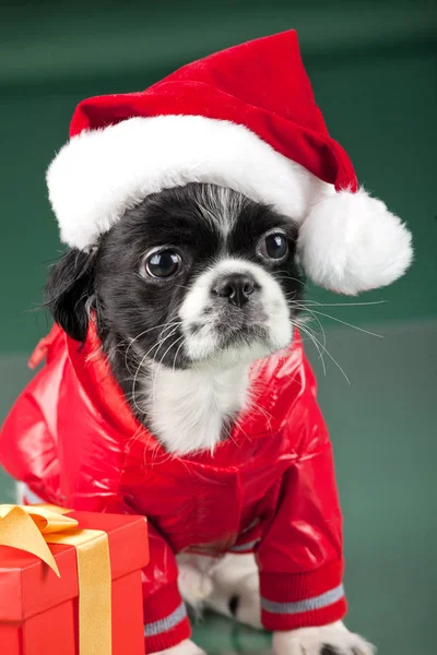 Santa Clous Собака Подарок — стоковое фото