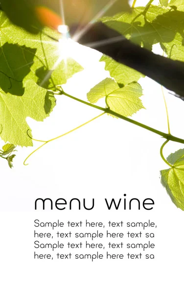 Design Vinho Menu Texto Isolado Folhas Vinho Verde Raios Sol — Fotografia de Stock