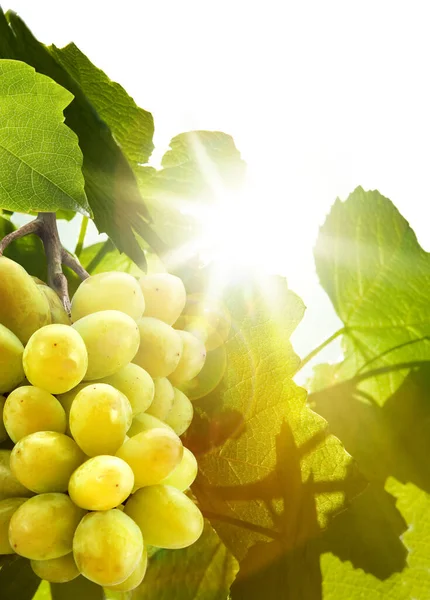 Foglie Vino Verde Raggi Del Sole — Foto Stock