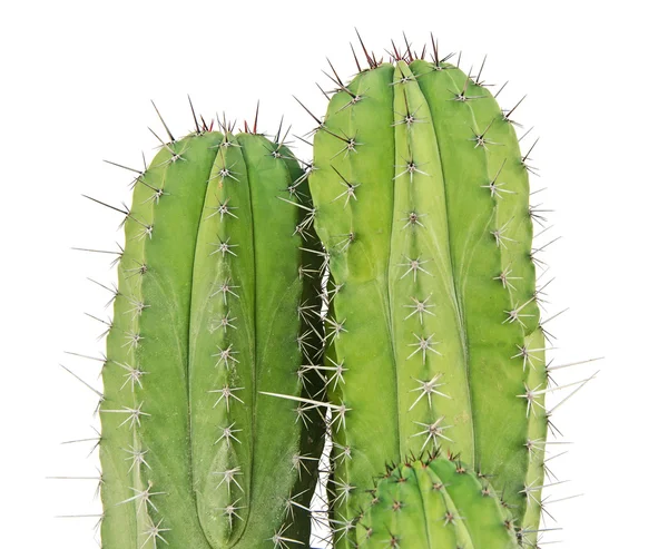 Fehér alapon izolált kaktusz — Stock Fotó