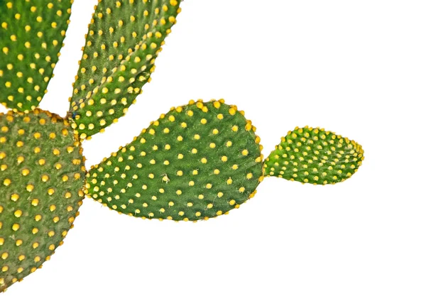 Opuntia cactus isolato su fondo bianco — Foto Stock