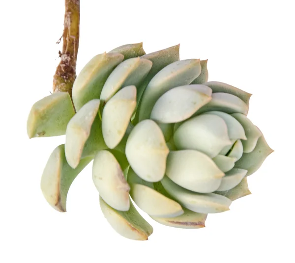 하얀 배경에 달아 놓은 대추야자 — 스톡 사진