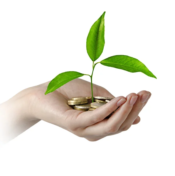 Investing to green business — Stock Photo, Image