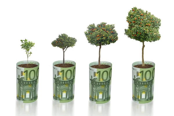Citrus trees growing from euro bill — Stock Photo, Image