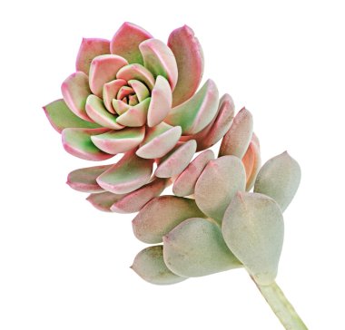 tavuk ve civciv izole üzerinde beyaz arka plan bitki