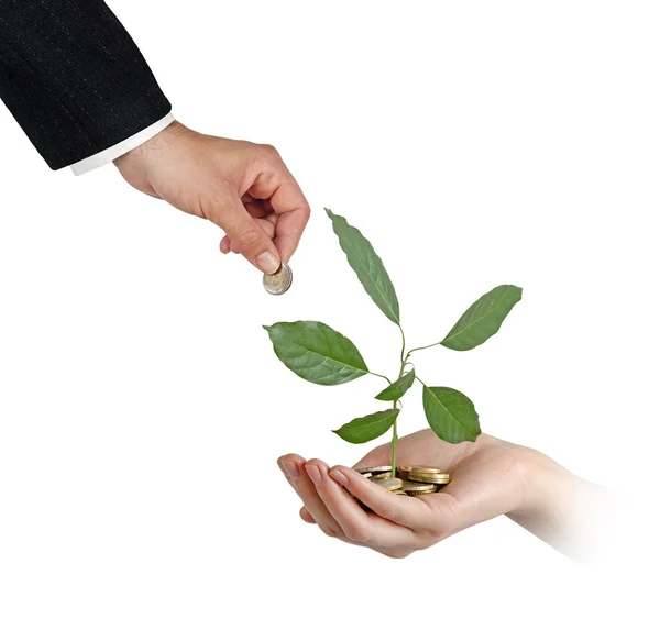 Avocado growing from coins — Stock Photo, Image