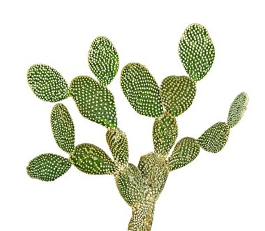 Kaktüs beyaz arkaplanda izole