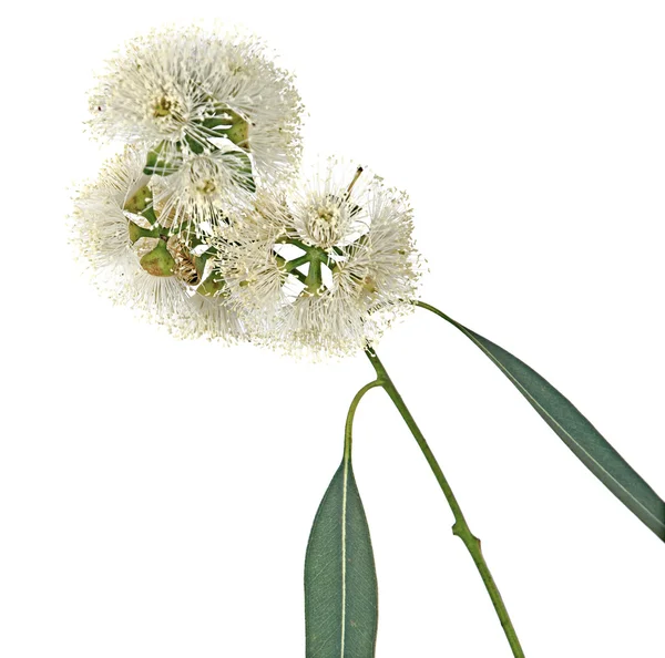 Perto de flor de eucalipto — Fotografia de Stock