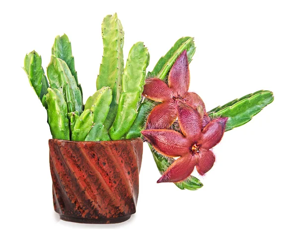 Close up of stapelia in pot — Stock Photo, Image
