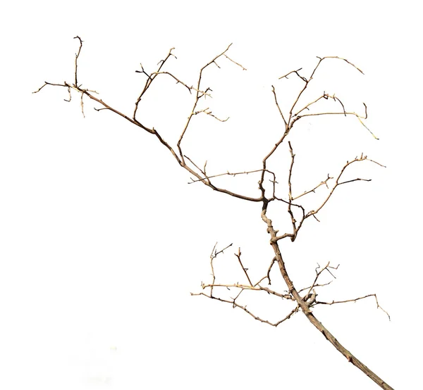 Zblízka suché větve — Stock fotografie