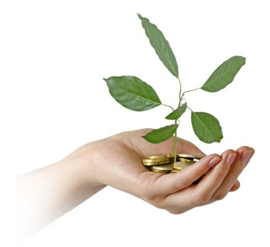 jeton büyüyen avokado