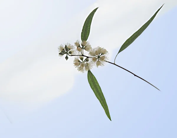 Agat sliceeucalyptus oddziału z bliska — Zdjęcie stockowe