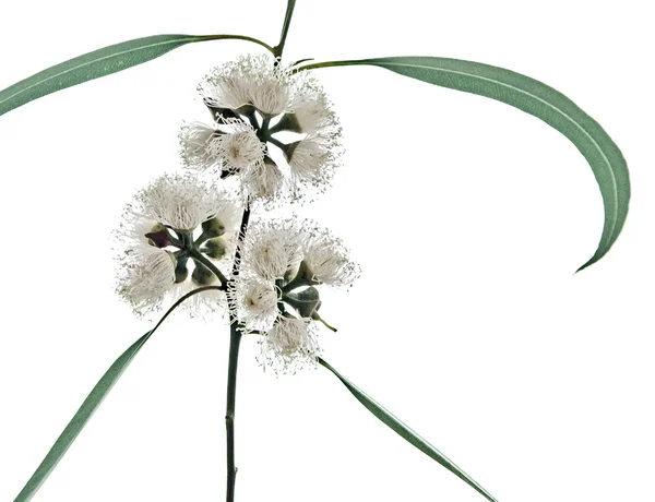 Perto de flor de eucalipto — Fotografia de Stock