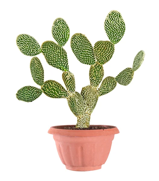 Kaktüs beyaz arkaplanda izole