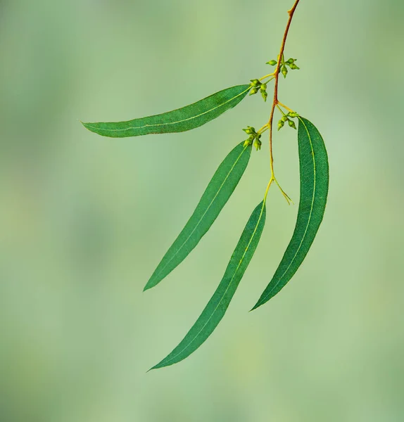 Close up van eucalyptus tak — Stockfoto