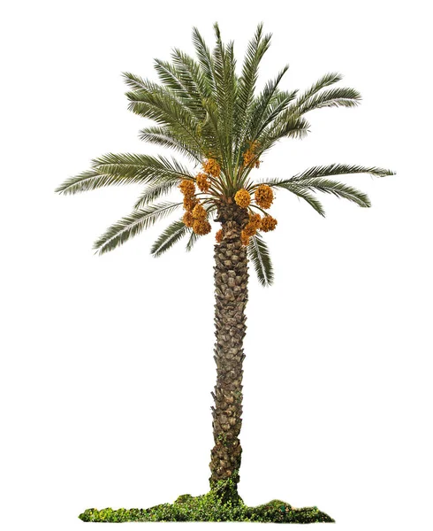 Närbild av dadelpalm — Stockfoto