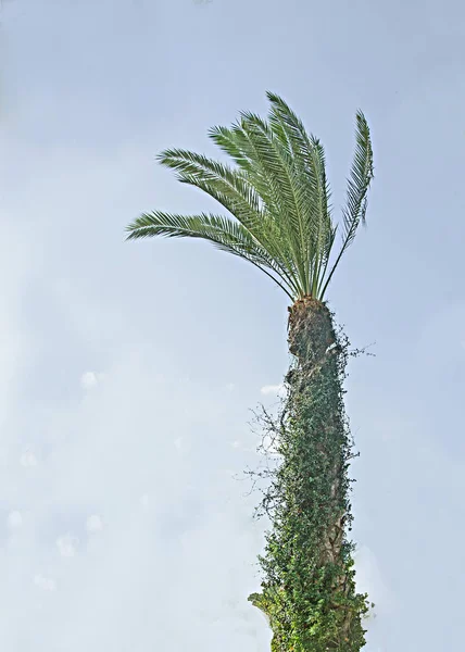 Nahaufnahme von der Handfläche — Stockfoto