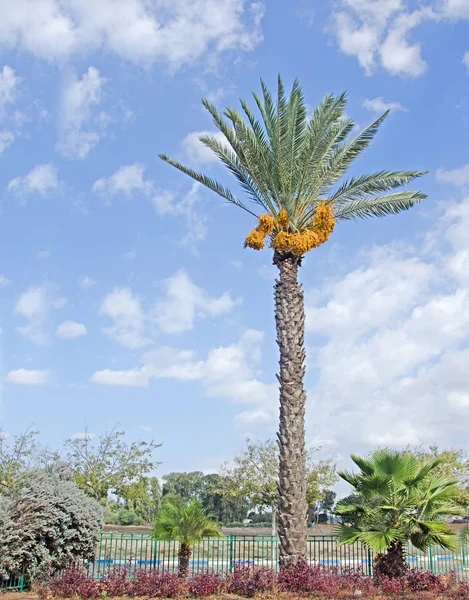 Palma da dattero in Israele — Foto Stock