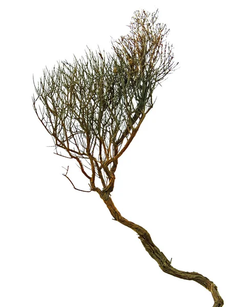 Kuru dalı yakın çekim              